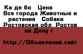 Ка де бо › Цена ­ 25 000 - Все города Животные и растения » Собаки   . Ростовская обл.,Ростов-на-Дону г.